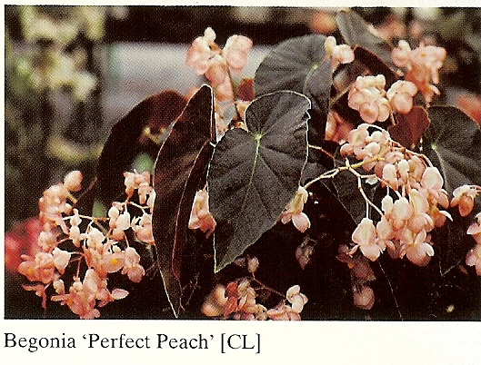 B. ‘Perfect Peach’